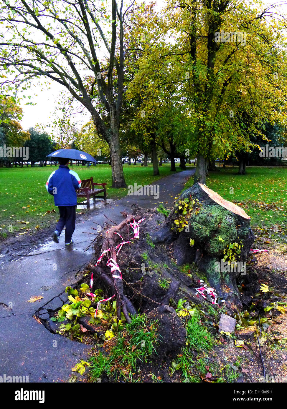 Walker übergibt die Wurzeln der umgedrehten Baum gestürzt durch starke Winde in Christchurch grün, Wanstead, London E11 Stockfoto