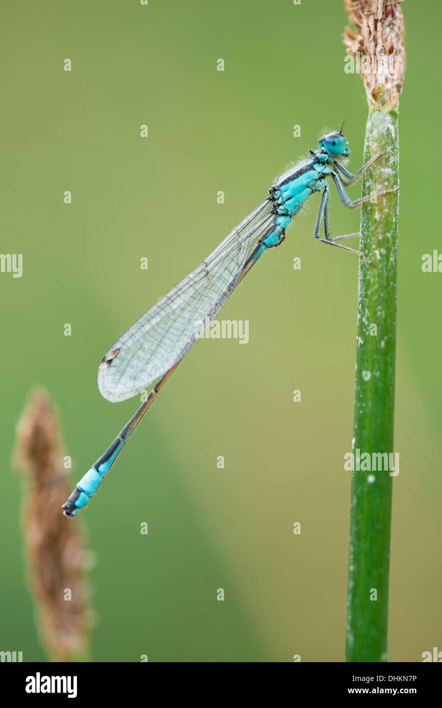 Weibliche gemeinsame Blue Damselfly ruht an einem See in Gloucestershire UK Stockfoto