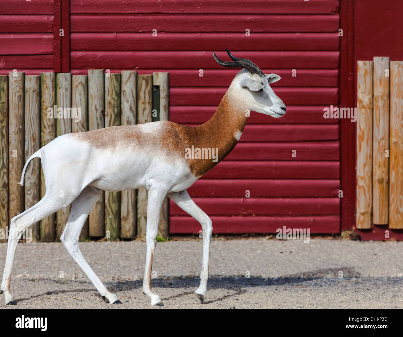 Dama Gazelle in Marwell Zoo, Hampshire, England kritisch bedrohte afrikanische Arten wegen Lebensraumverlust und überjagung Stockfoto