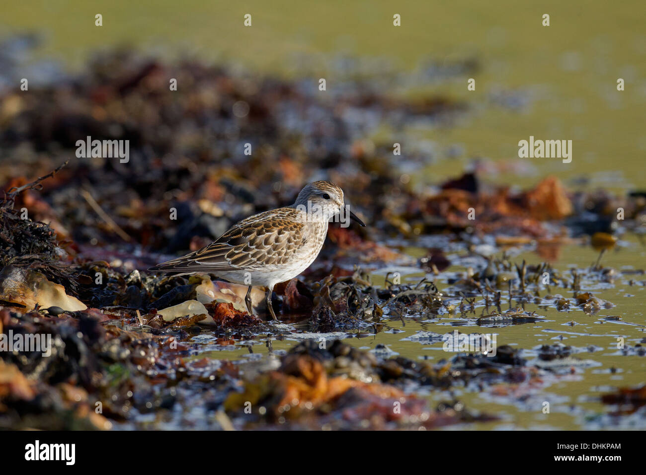 Weißes-rumped Strandläufer Calidris Fuscicollis, Shetland, Scotland, UK Stockfoto
