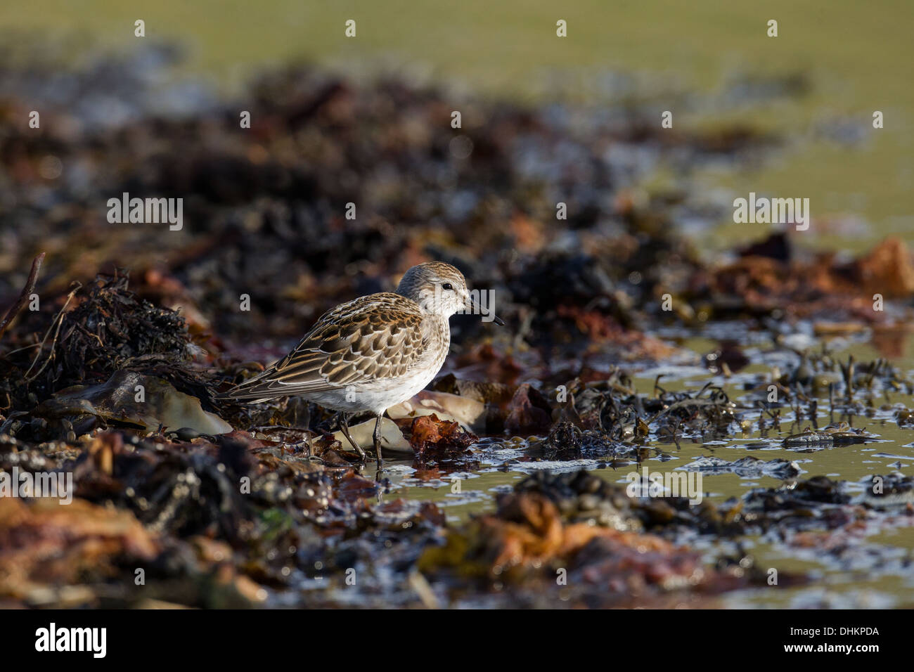 Weißes-rumped Strandläufer Calidris Fuscicollis, Shetland, Scotland, UK Stockfoto