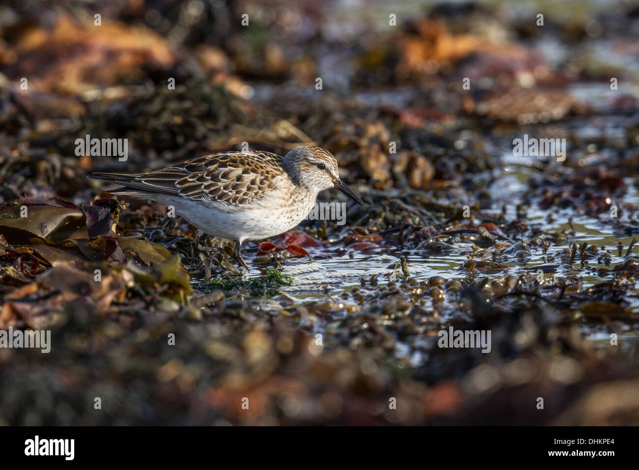 Weißes-rumped Strandläufer Calidris Fuscicollis, Shetland, Scotland, UK Stockfoto
