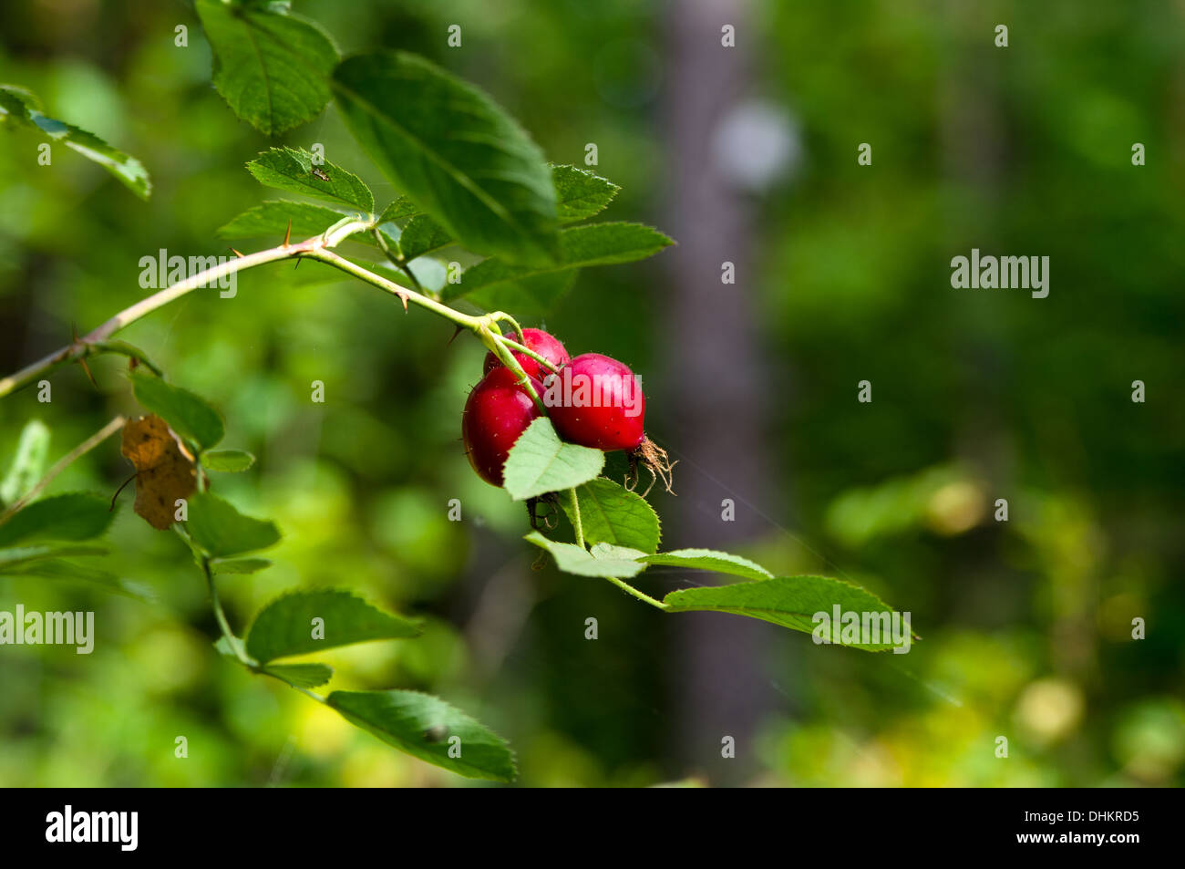 Herbst Vitamine (Früchte der Heckenrose) Stockfoto