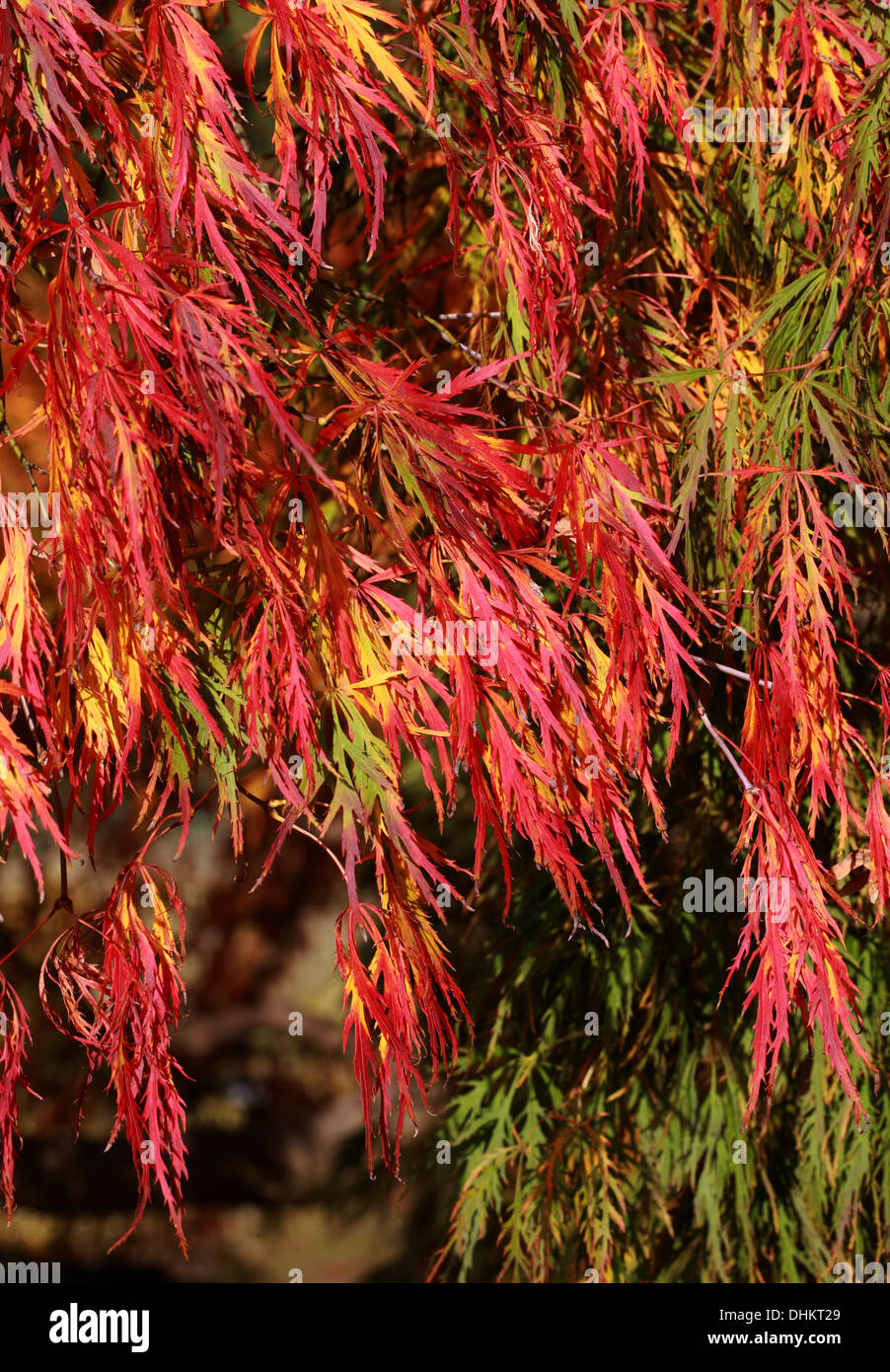 Japanischer Ahorn, Acer Palmatum, Aceraceae. Sapindaceae. Im Herbst Farbe. Stockfoto