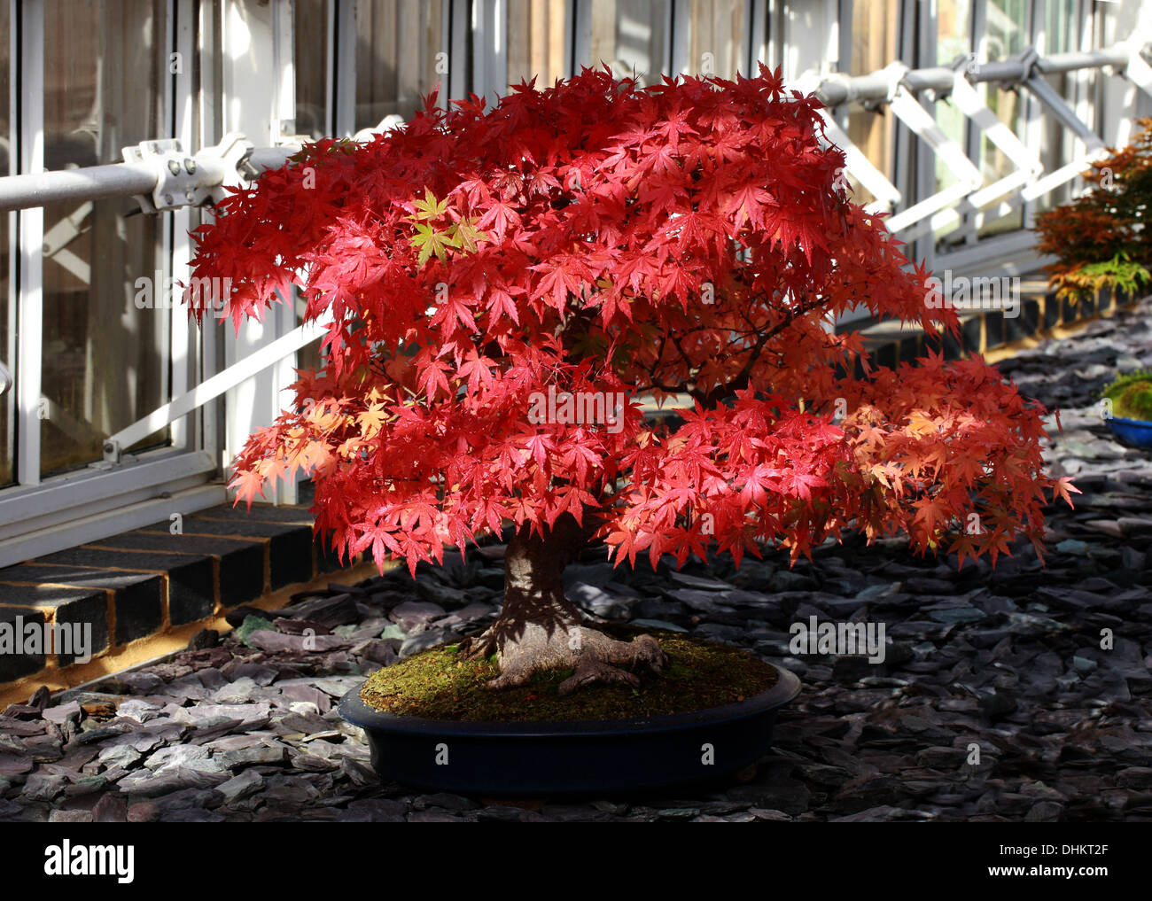 80 Jahre alten Bonsai japanischer Ahorn, Acer Palmatum, Aceraceae  (Sapindaceae). Im Herbst frben. Knigliche Botanische Grten, Kew  Stockfotografie - Alamy
