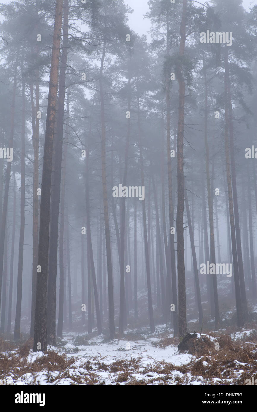 Kiefern im Winter eingehüllt in Nebel mit einer leichten Prise Schnee auf dem Boden, Cannock Stockfoto