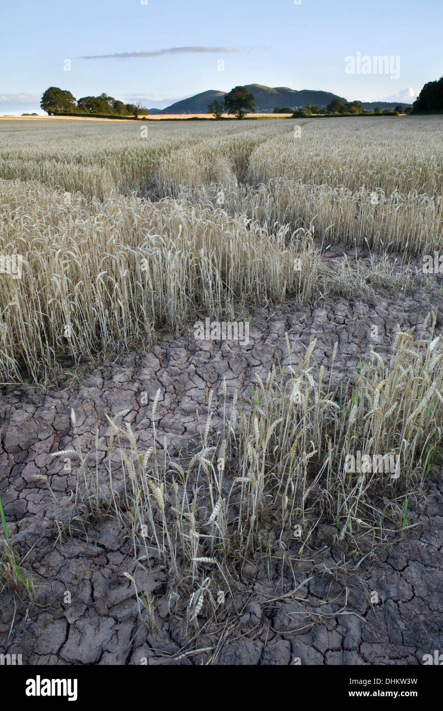 Traktor Bahnen in einem Maisfeld in der Nähe von Leigh Sinton mit den letzten Strahlen der Sonne auf die Malvern Hills in der Ferne. Stockfoto