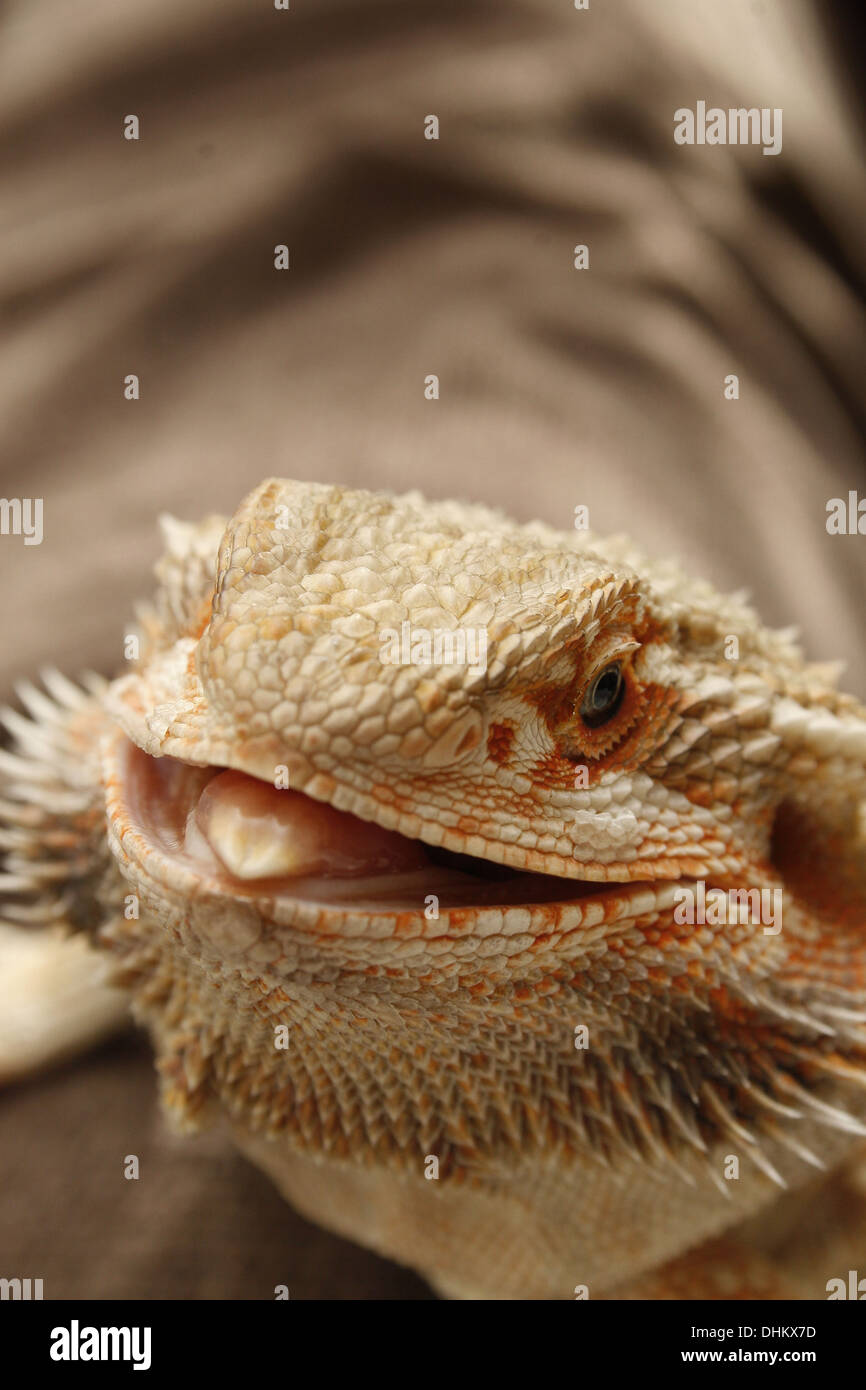Zungenbiss -Fotos und -Bildmaterial in hoher Auflösung - Schliessen Sie Herauf BilD Der Bartagame Pogona Vitticeps MunD Zu Offnen Dhkx7D