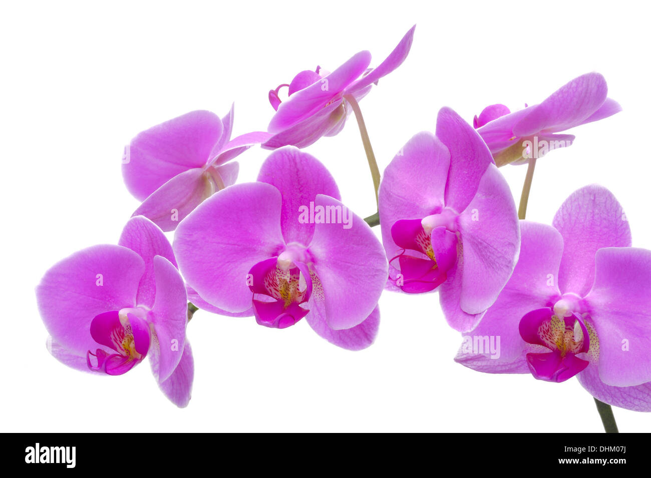 Orchideen blühen auf weißem Hintergrund Stockfoto
