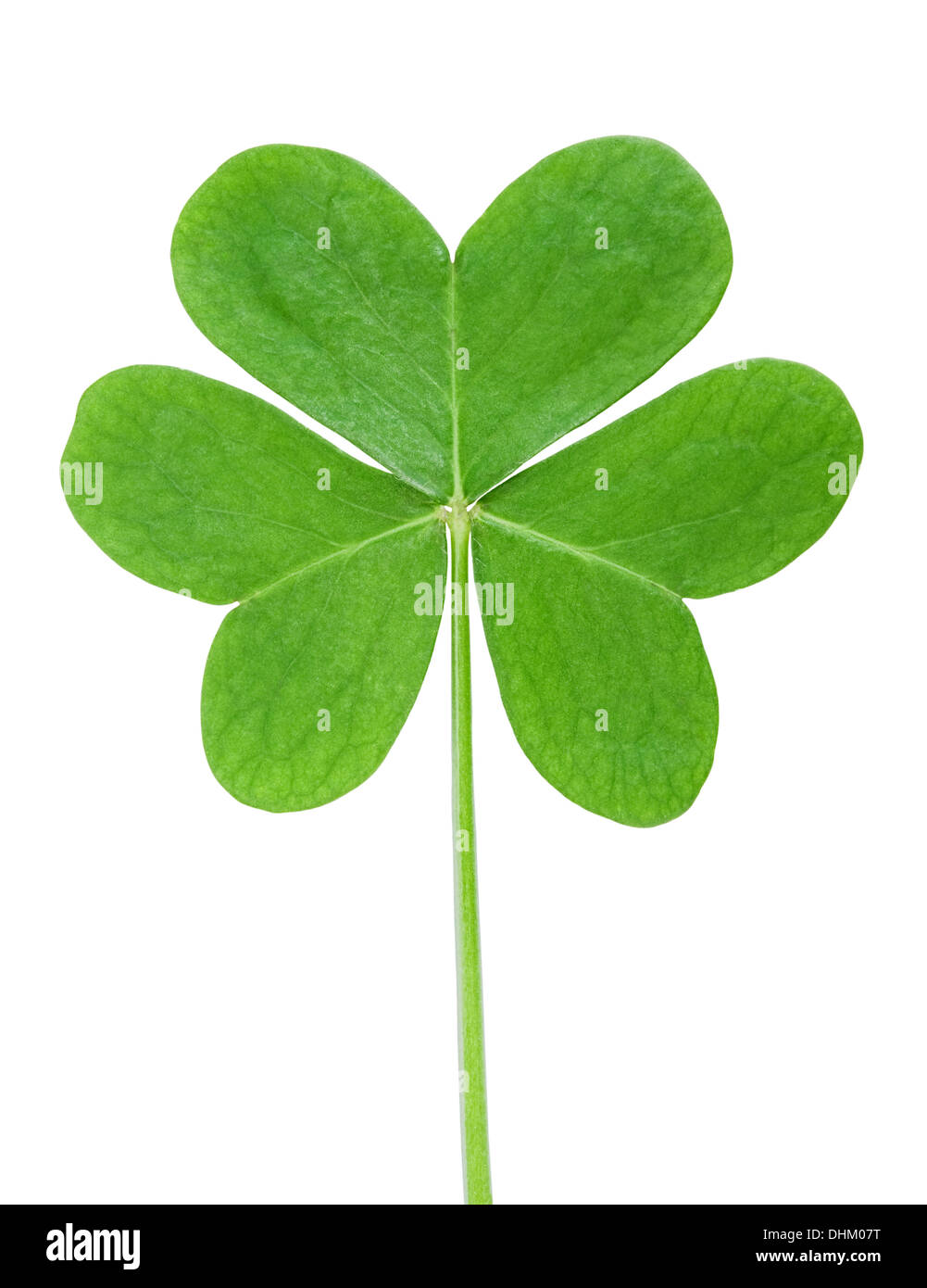 grünen Klee Symbol für eine St. Patrick Day isoliert auf weißem Hintergrund Stockfoto