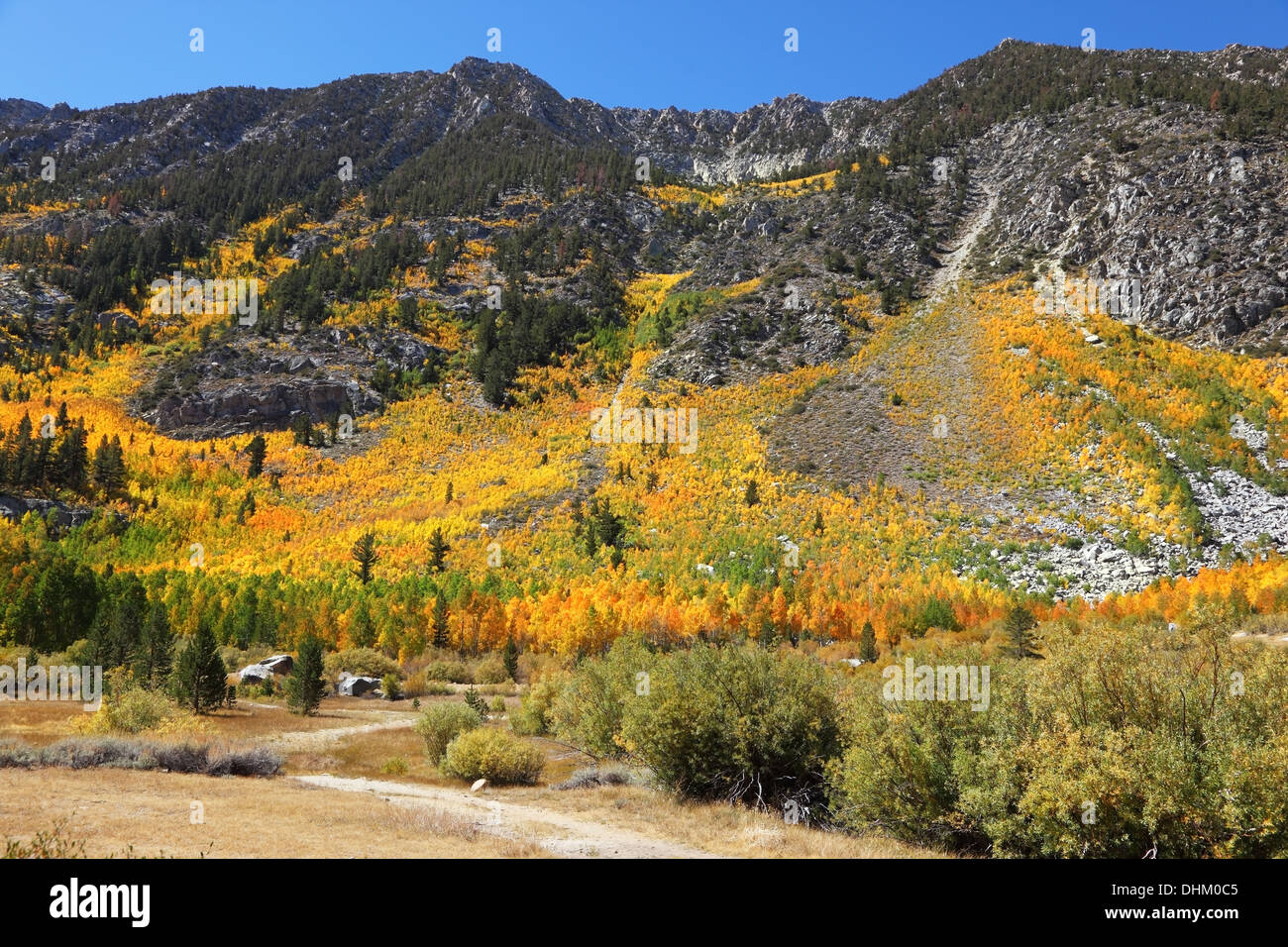 Helle Farben Sträucher Stockfoto Helle Farben Sträucher Stockfoto