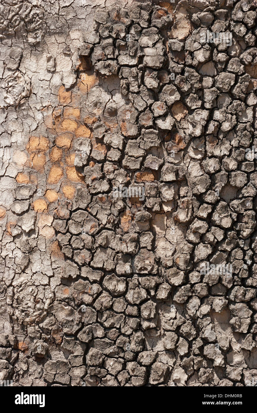 Rinde auf Baum LKW Muster Natur hautnah Stockfoto