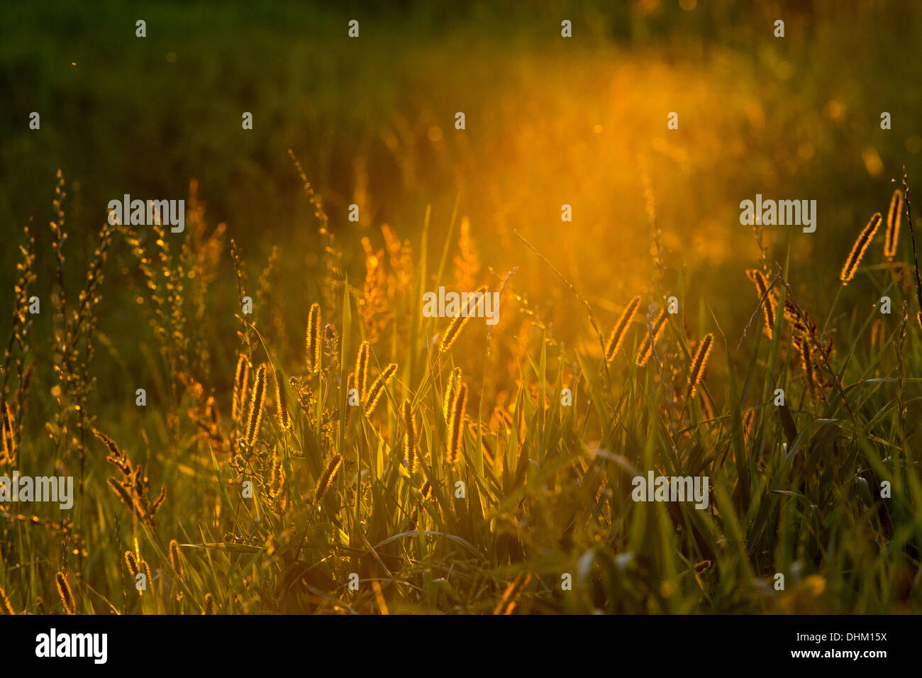 Hinterleuchtete Meadow foxtail Stockfoto