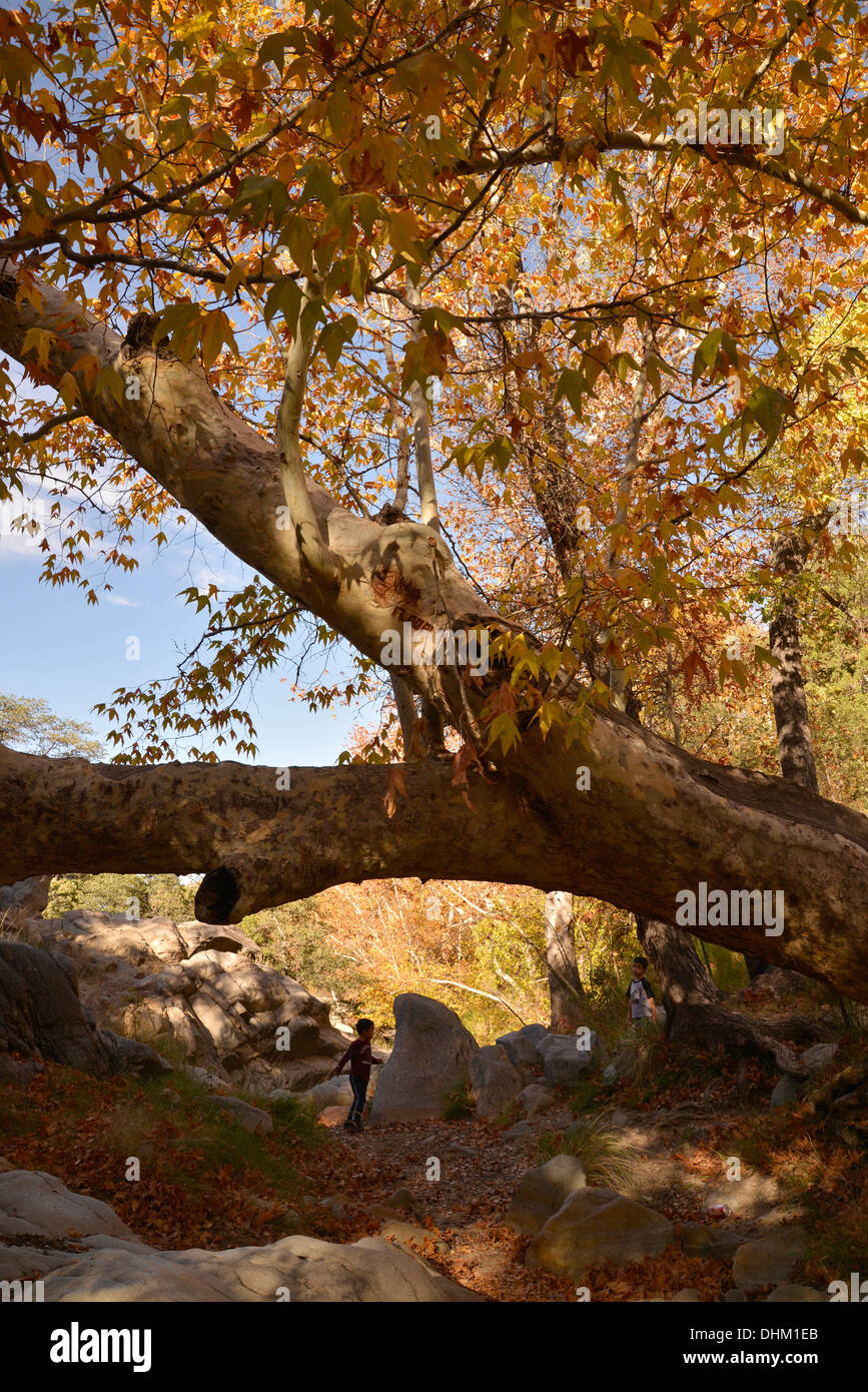 Besucher Madera Canyon genießen ein Picknick und Farben des Herbstes in den Santa Rita Mountains, Arizona, USA. Stockfoto