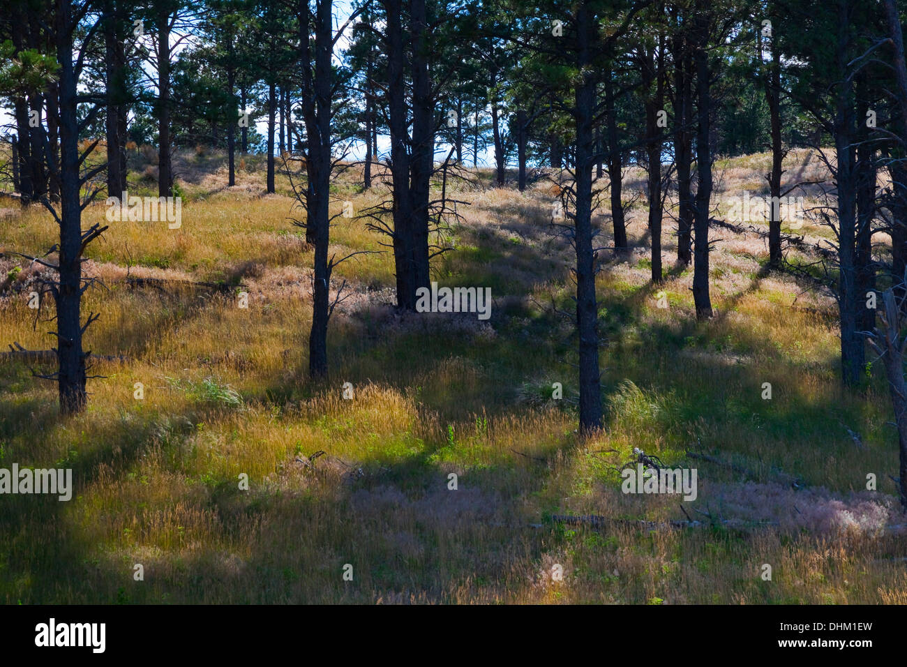 Offenen Pinienwald entlang Kreis Straße, aka FSR 203, durch den Sandhills von Nebraska National Forest Stockfoto