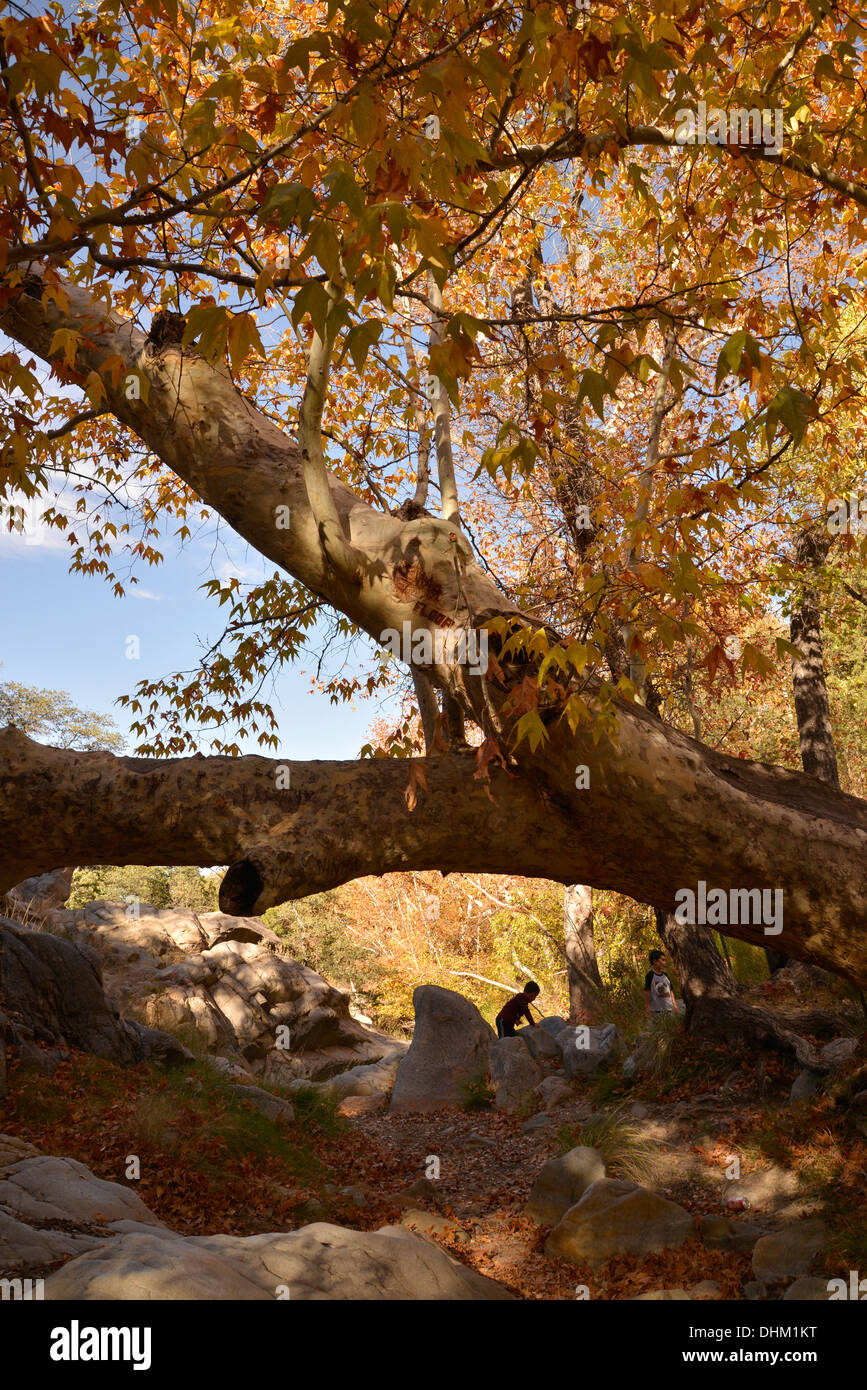 Besucher Madera Canyon genießen ein Picknick und Farben des Herbstes in den Santa Rita Mountains, Arizona, USA. Stockfoto