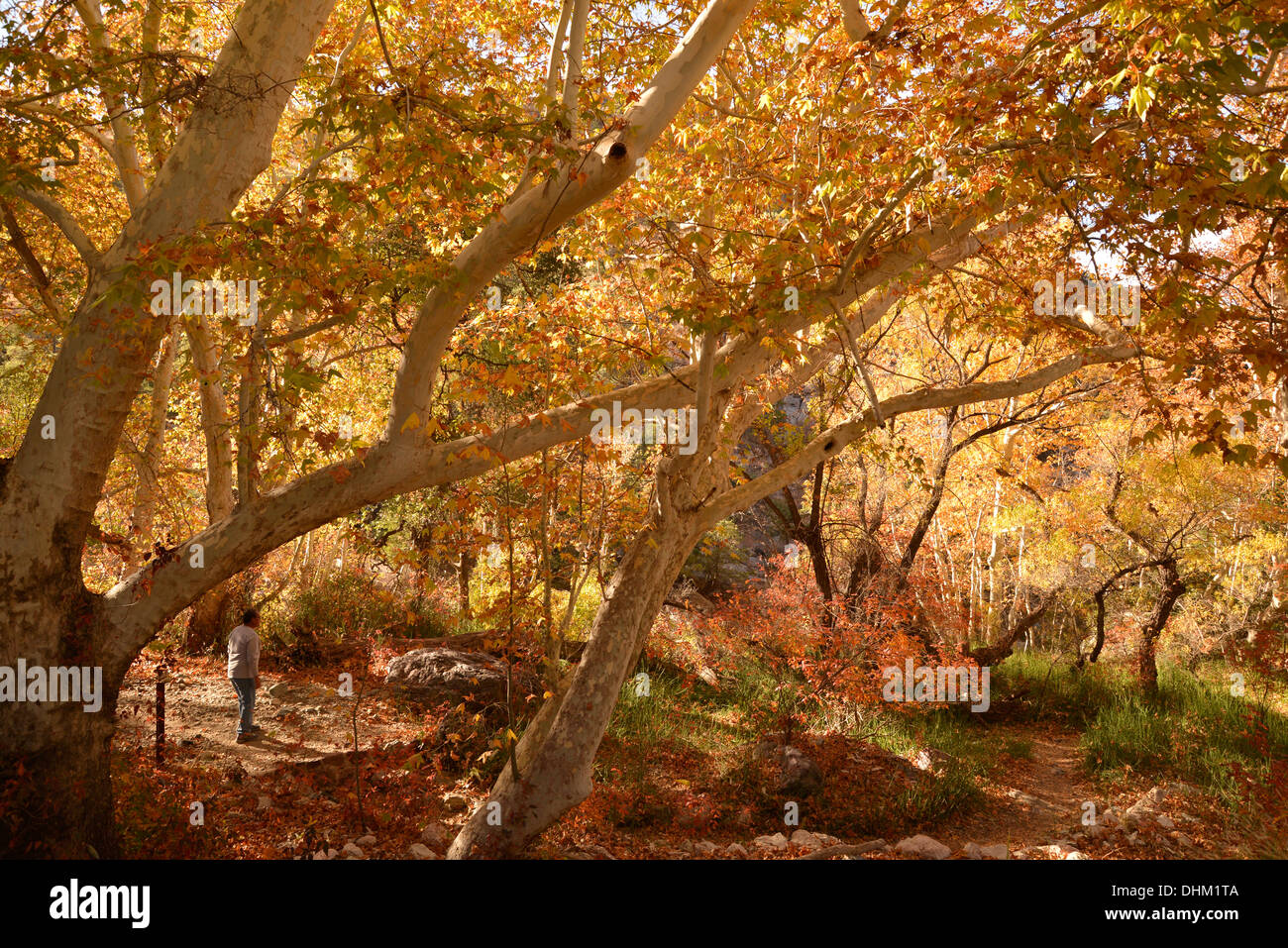 Besucher Madera Canyon genießen ein Picknick und Farben des Herbstes in den Santa Rita Mountains, Arizona, USA. Stockfoto
