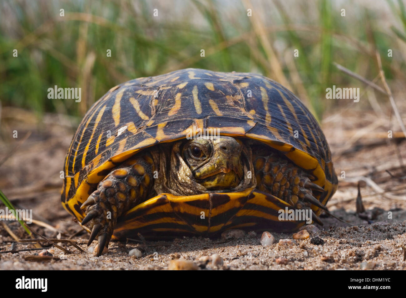 Verzierten Kasten-Schildkröte (Terrapene Ornata) in der Nähe von Crescent Lake National Wildlife Refuge, Nebraska Sandhills, Nebraska, USA Stockfoto