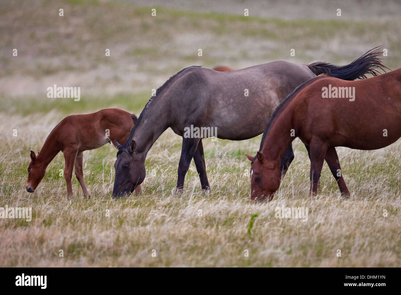 Pferde grasen auf einer Ranch in Nebraska Sandhills, USA, Juni. Stockfoto
