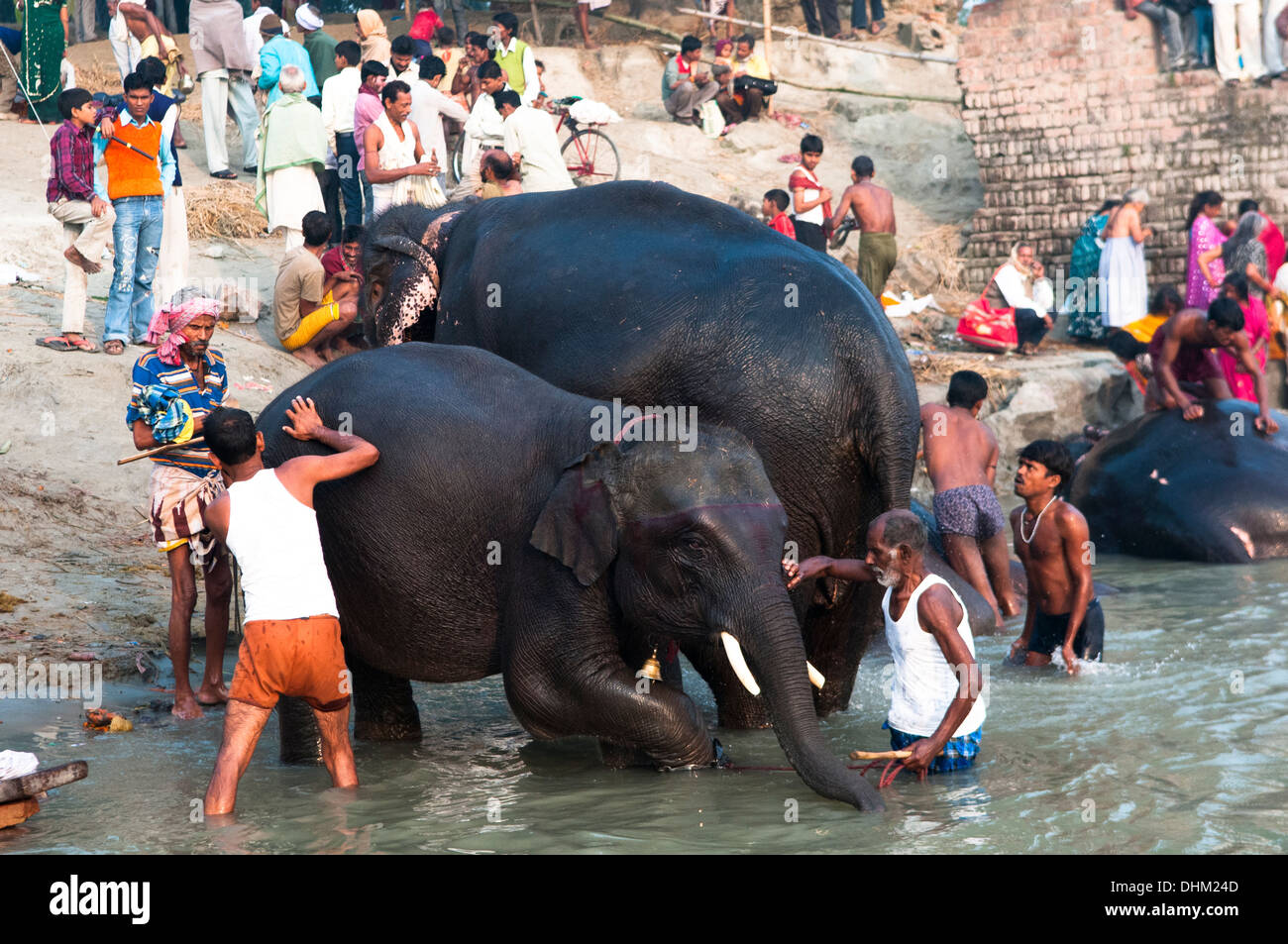 Elefanten immer ein Bad im Fluss Gandak während der jährlichen Sonepur Mela in Bihar. Stockfoto