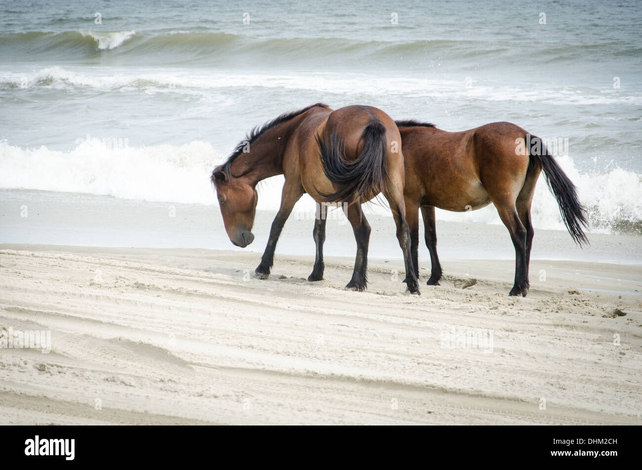 Wilde Pferde am Strand nördlich von Corolla in den Outer Banks, North Carolina Stockfoto