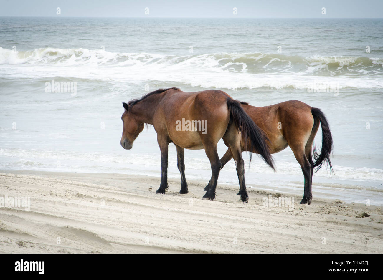 Wilde Pferde am Strand nördlich von Corolla in den Outer Banks, North Carolina Stockfoto