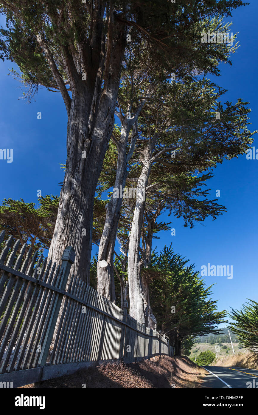 Linie der Monterey-Zypresse, Cupressus Macrocarpa, an Cuffeys Bucht katholischen Friedhof entlang SR 1 in Mendocino County, Kalifornien Stockfoto
