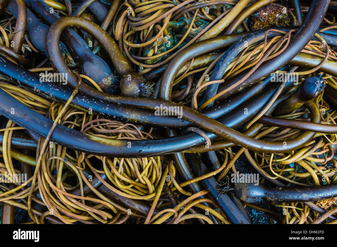 Gewirr von Bull Kelp, Nereocystis Luetkeana, am steinigen Strand von Laguna Punkt im MacKerricher State Park, Fort Bragg, Kalifornien Stockfoto