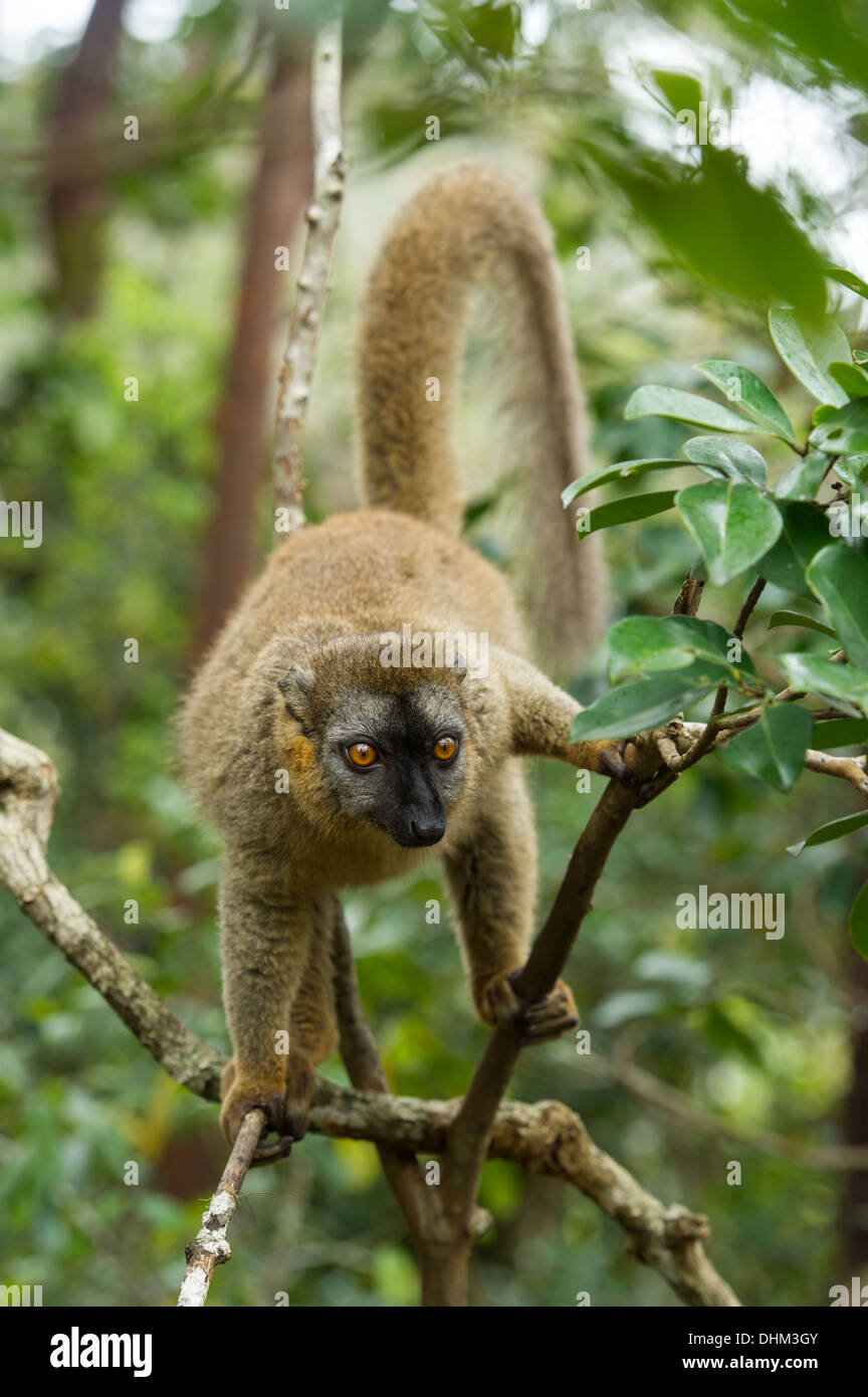 Brauner Lemur Eulemur Fulvus, Vakona Forest Reserve, Andasibe-Mantadia Nationalpark, Madagaskar Stockfoto
