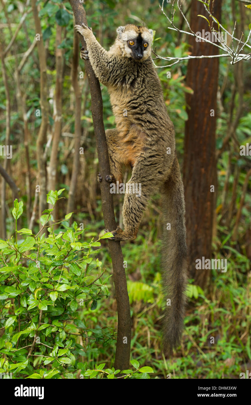 Brauner Lemur Eulemur Fulvus, Vakona Forest Reserve, Andasibe-Mantadia Nationalpark, Madagaskar Stockfoto