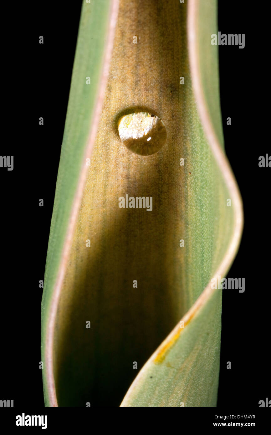 Wasser-Blase bei Runde Pflanzenblattes Stockfoto