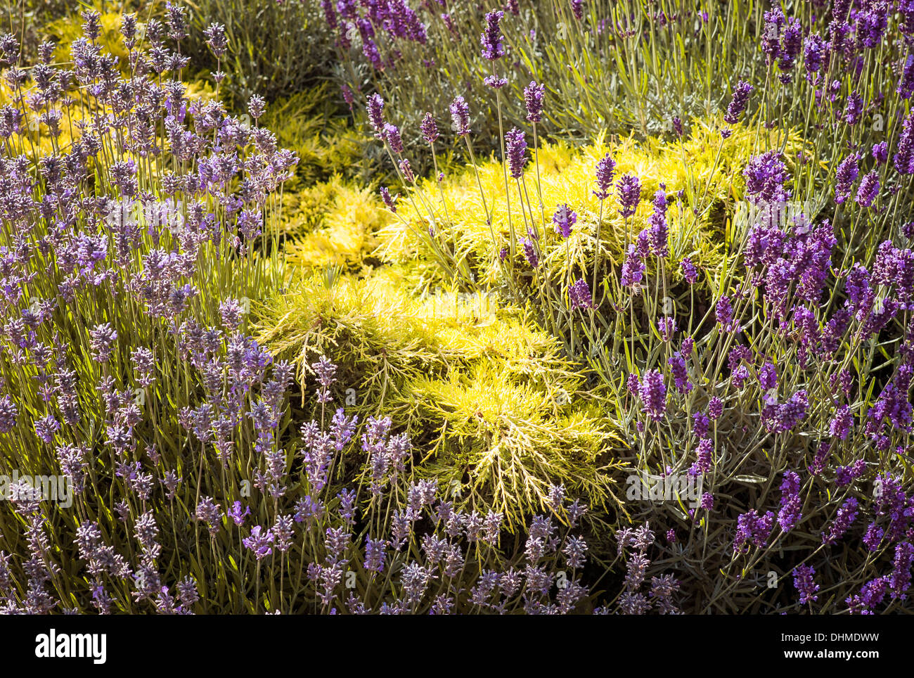 Lavendel und golden Nadelbaum bed von Blumen in einem Englischen Garten Stockfoto