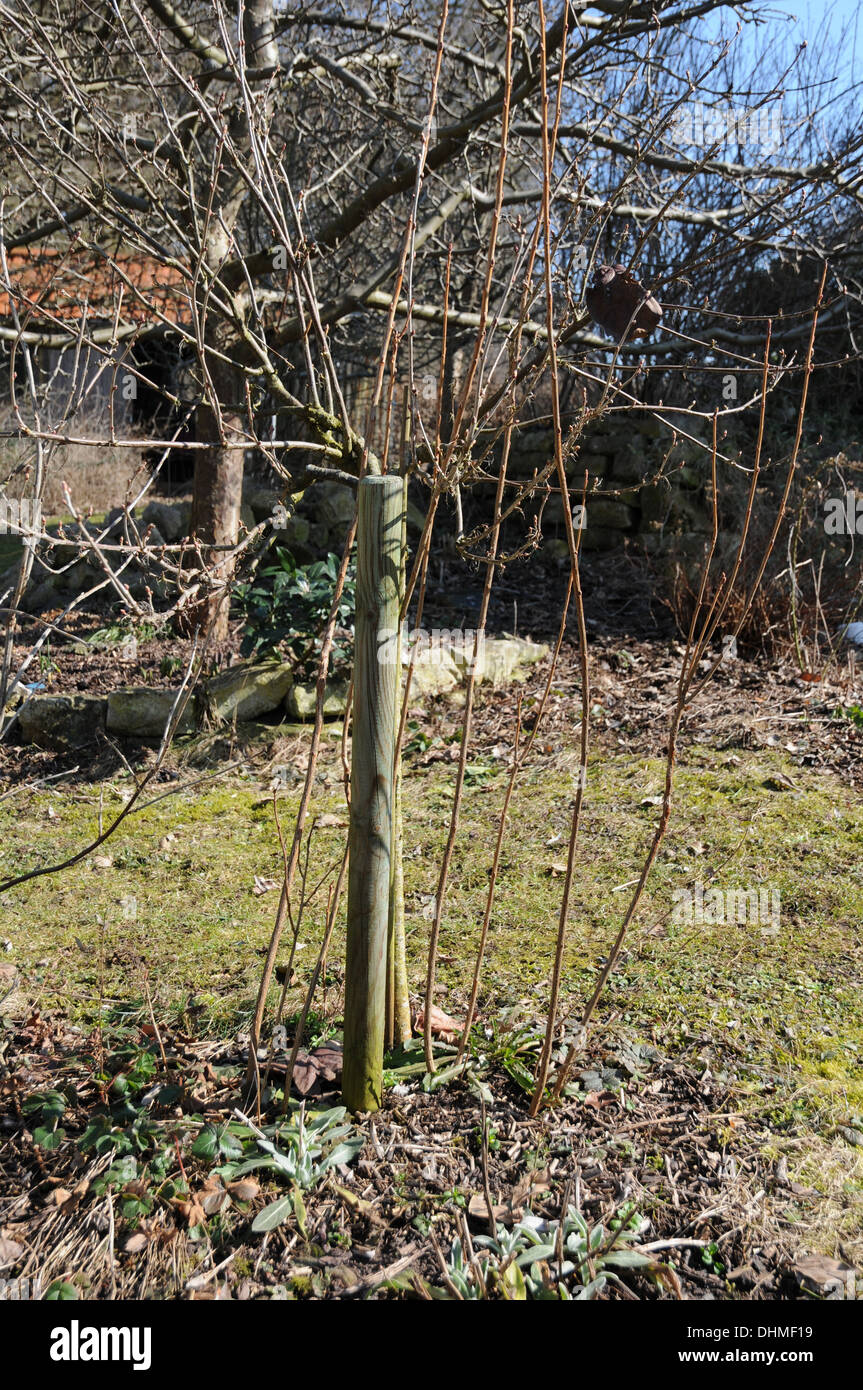 Schwarze Johannisbeere Schneiden Stockfoto Bild 62531093 Alamy