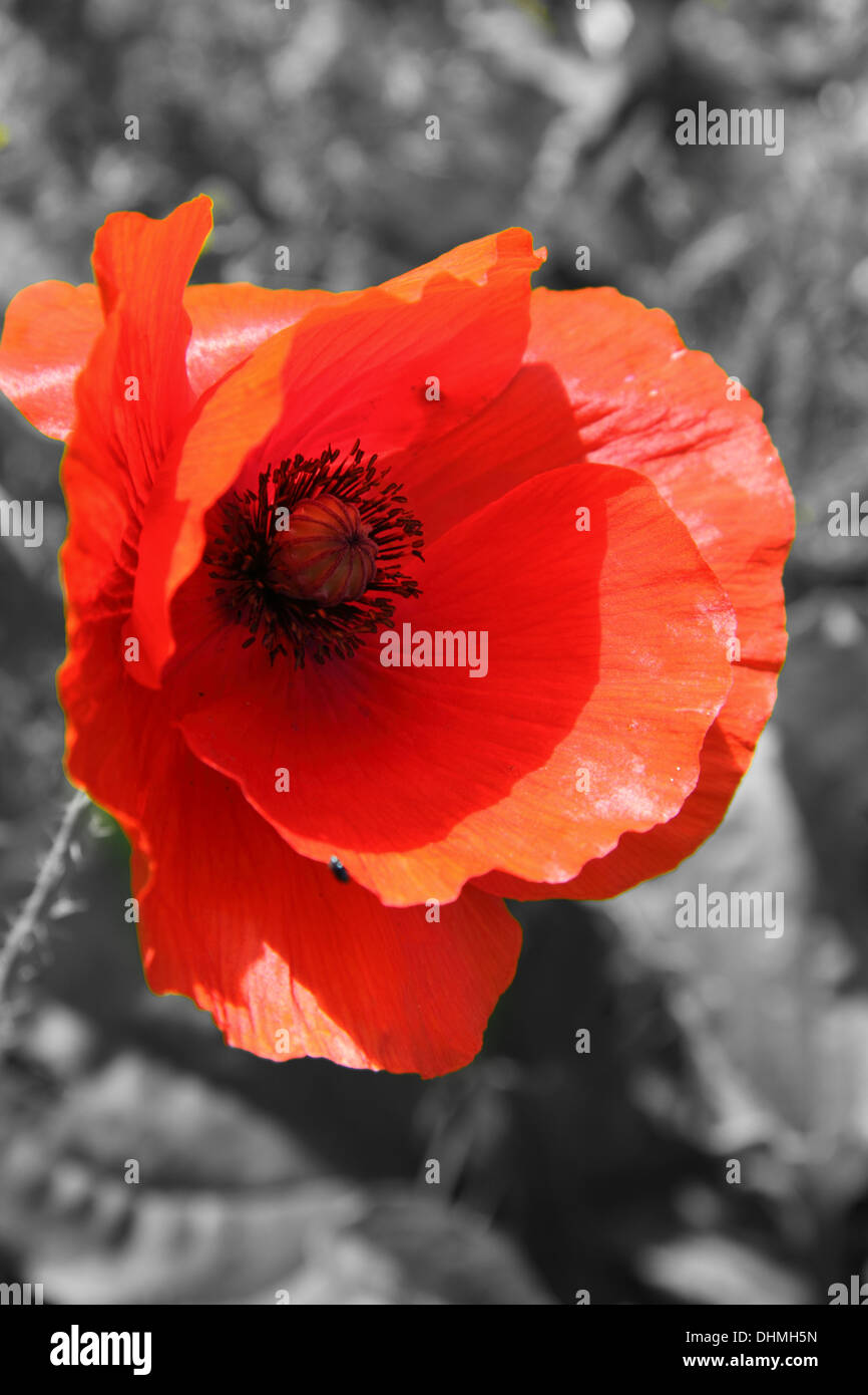 Mohn-Blüte Stockfoto