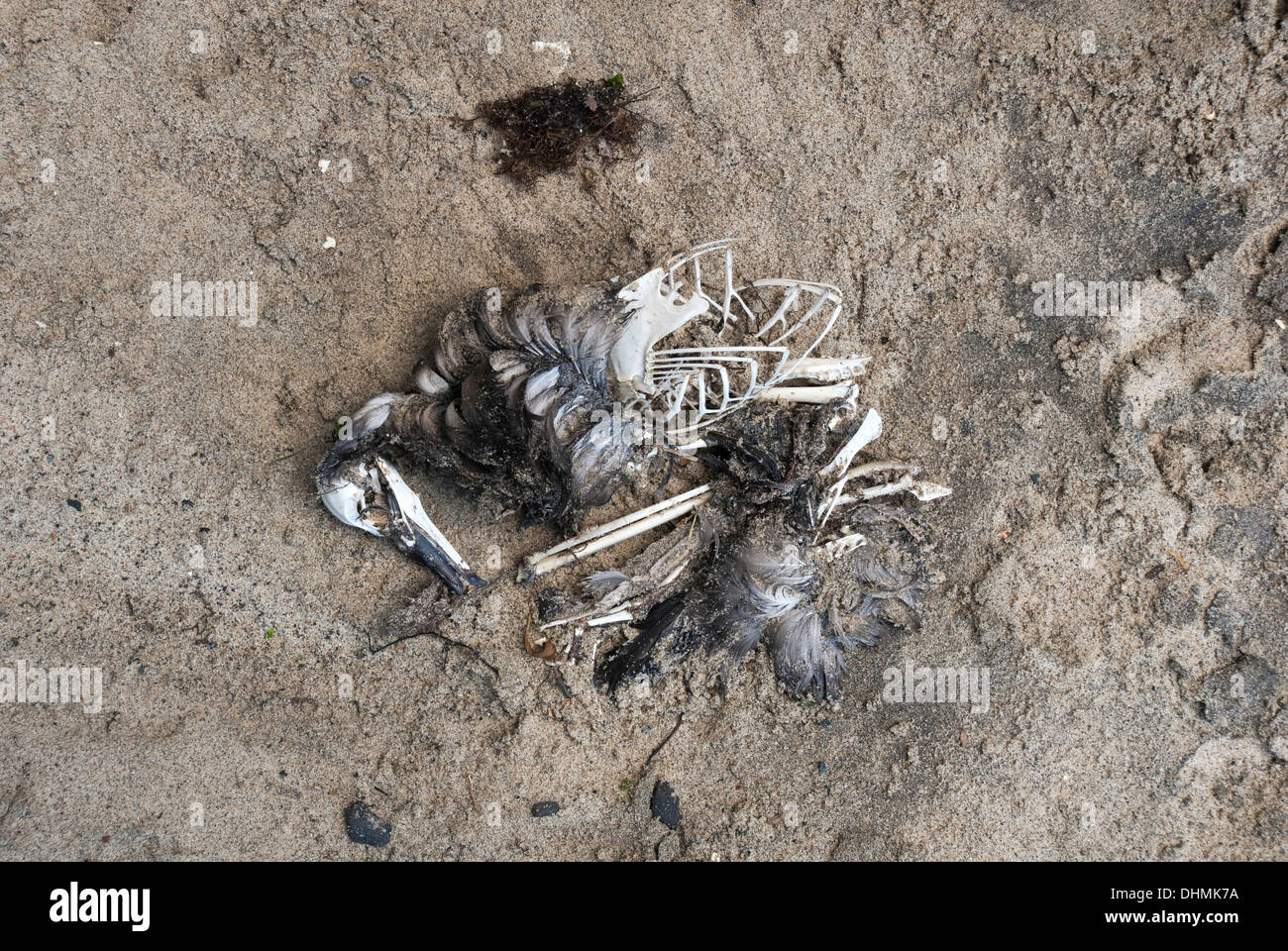 Foto von einer verfallenden Vogel am Strand Stockfoto