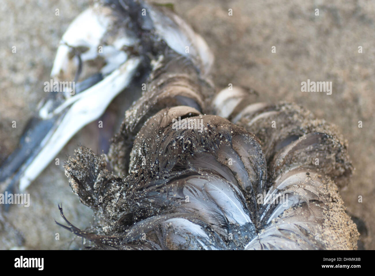 Detail der verfallenden Vogel am Strand mit Sand in Federn und Skelett Kopf Stockfoto