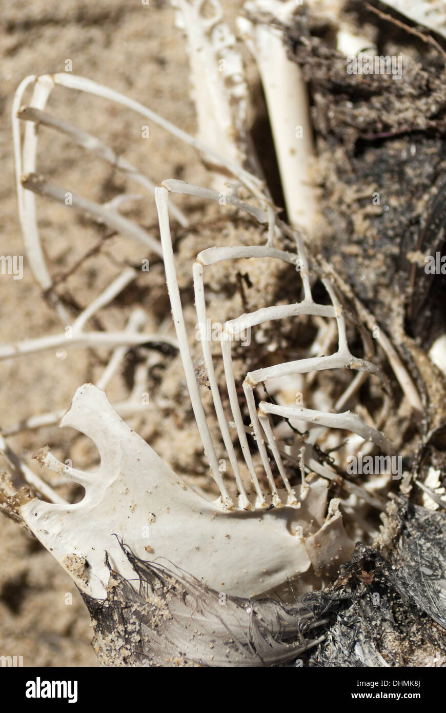 Detail des Skelett Flügel eines verfallenden Vogels am Strand Stockfoto