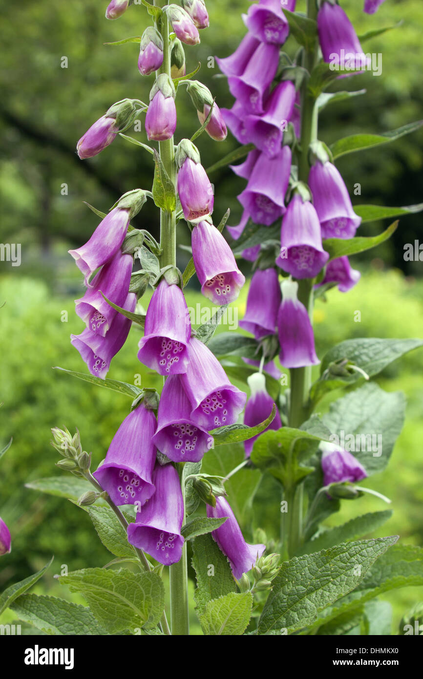 Digitalis Stockfoto