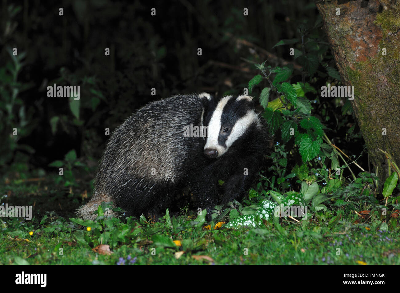 Ein Dachs Auf Einer Wiese Im Garten Bei Nacht Uk Stockfotografie Alamy