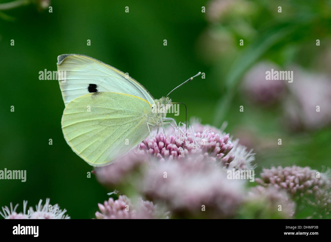 Großer weißer Schmetterling in Ruhe UK Stockfoto