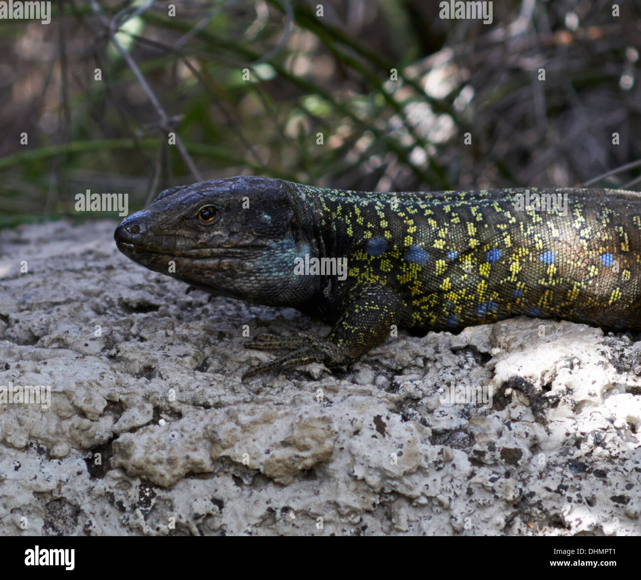 GALLOTIA GALLOTIA EISENTRAUTI, TENERIFFA, EIDECHSE Stockfoto