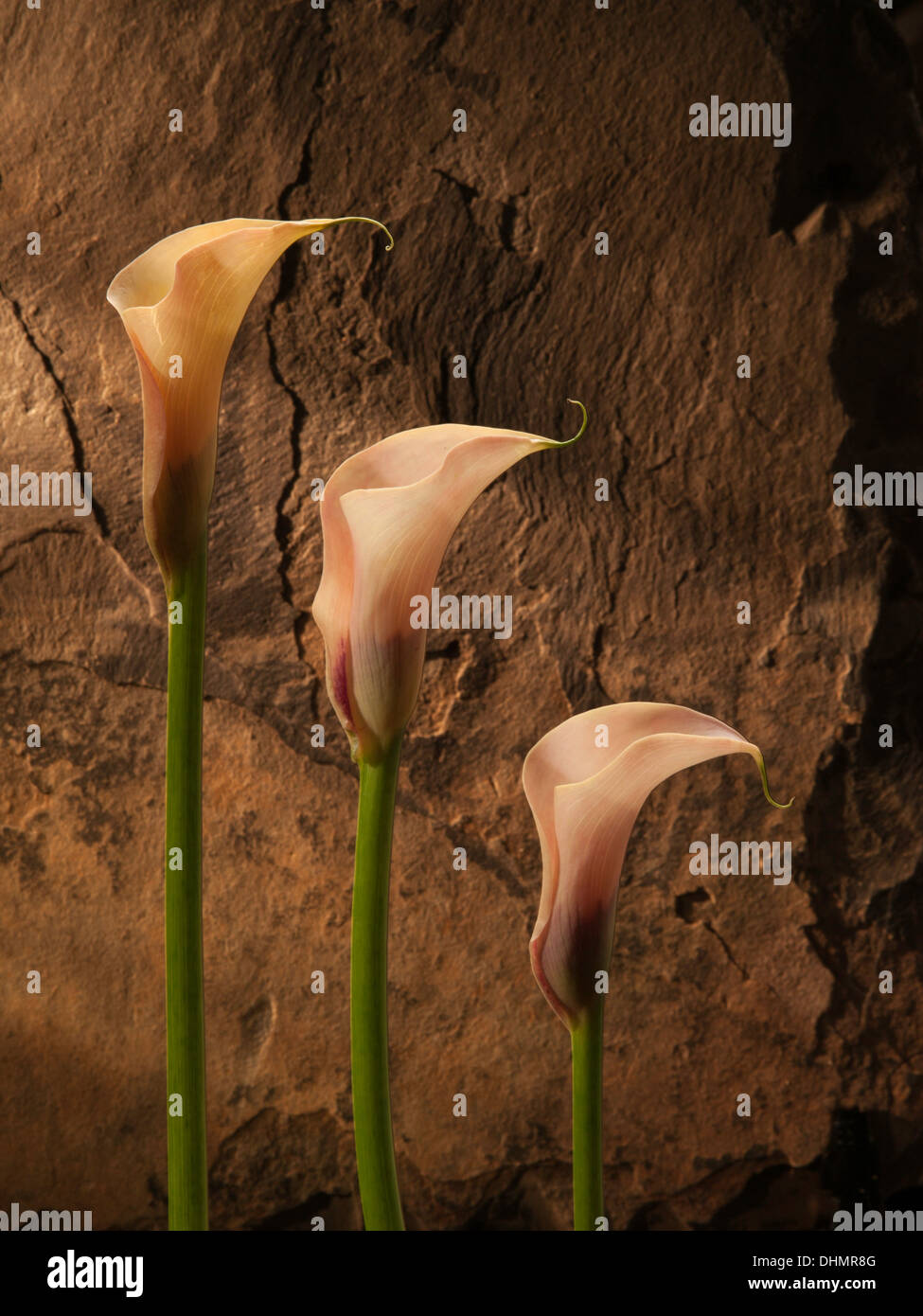 Calla-Lilien Stockfoto