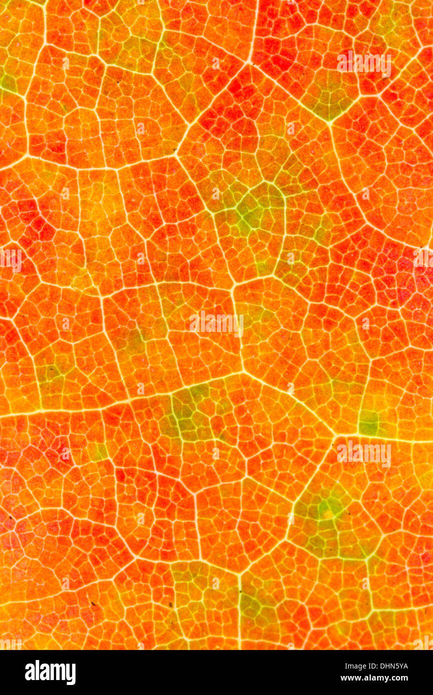 Nahaufnahme Makro Detail bunt rot fallen Ahornblatt in Western New York State, Vereinigten Staaten Stockfoto