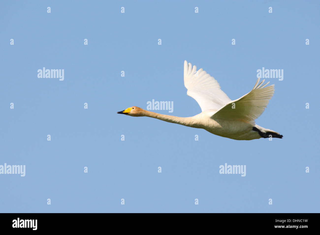 Singschwan (Cygnus Cygnus) im Flug. Europa Stockfoto Singschwan (Cygnus Cygnus) im Flug. Europa Stockfoto