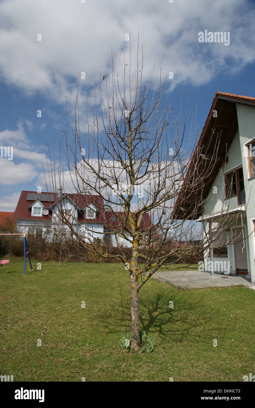 Apfelbaum vor Beschneidung Stockfoto