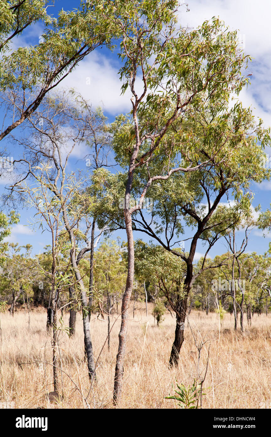Australischen Busch Stockfoto
