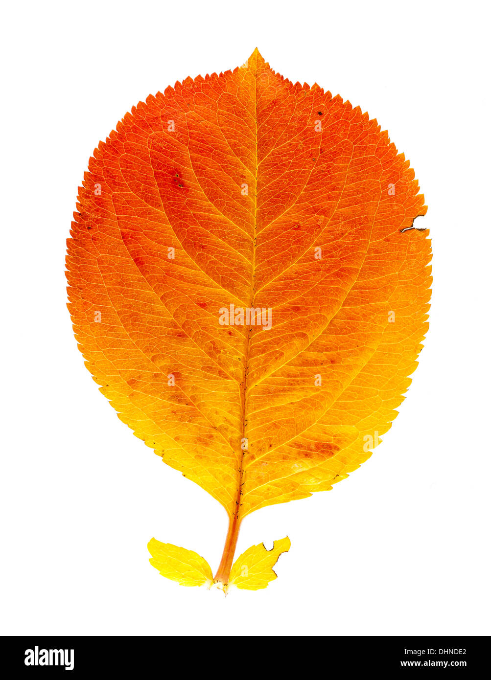 Farben des Herbstes Blatt Stockfoto