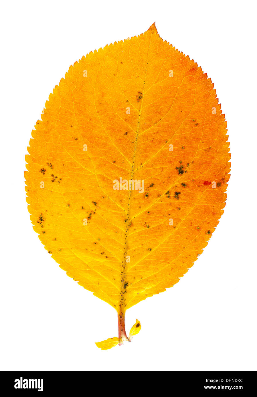 Farben des Herbstes Blatt Stockfoto