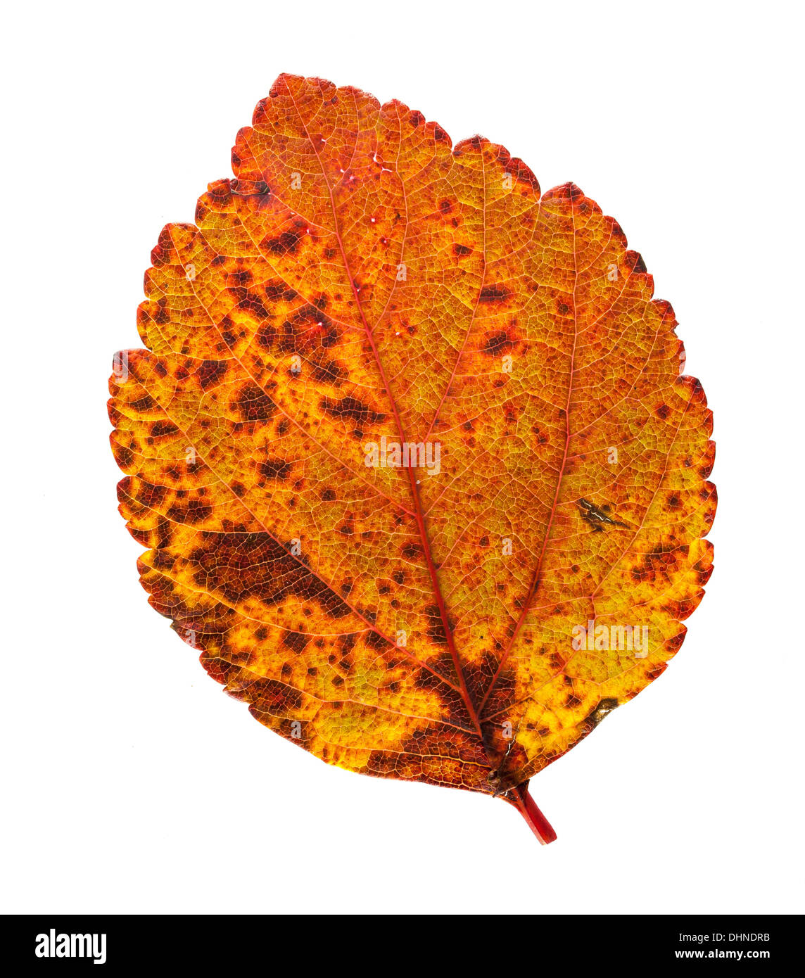 Farben des Herbstes Blatt Stockfoto