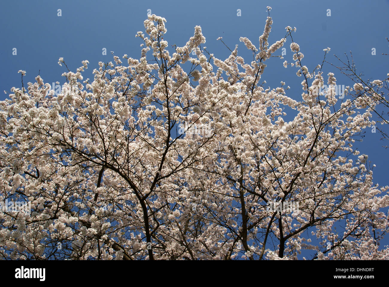 Tokiokirsche Bilder: A Fun and Creative Journey into Drawing!